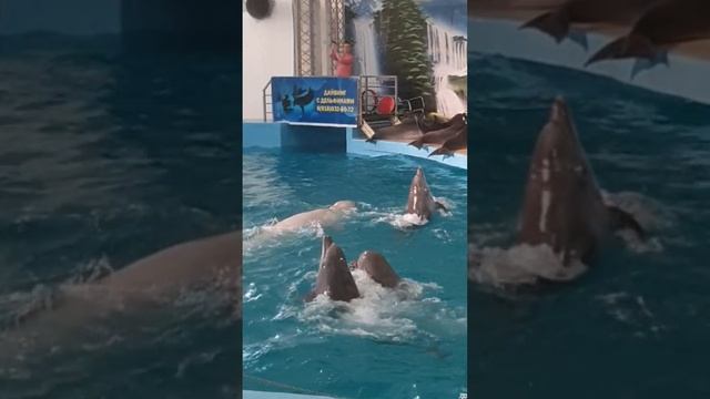 20221120_Анапский дельфинарий.mp4