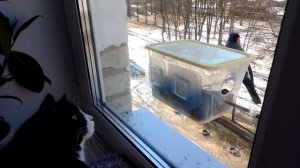 Кот Тиша и снегири.