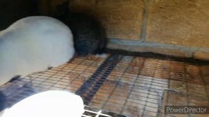 Вес крольчонка в 2 месяца. Микс Калифорнии и Французского барана