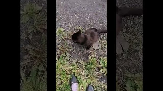Чернушка - чёрная кошка которая приносит счастье!??