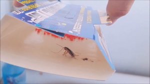 Выживет ли таракан на морозе в -25?