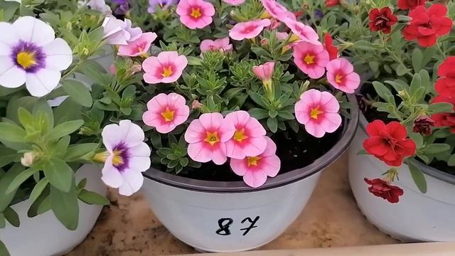 Полюбуемся Калибрахоа! Более 50 сортов будут в продаже!Восхищаюсь цветением любимых цветов! смотреть онлайн