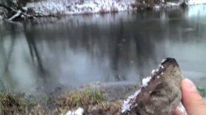 Бросая камень на тонкий лёд