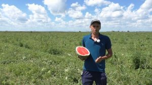 Ранний арбуз САРМАТ F1, отзывы бахчеводов #семенаарбуза #раннийарбуз #арбузсармат