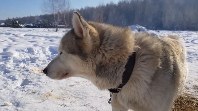 Чукотка и Хаски | ЮТА катается на собачьей упряжке | ДЕТСКИЙ КАНАЛ о настоящих приключениях
