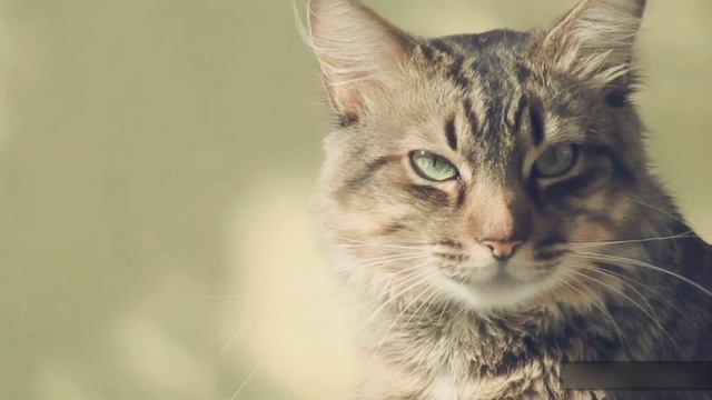 Знай своих любимцев ближе / 10 интересных фактов про котов и кошек которые вам будет приятно знать