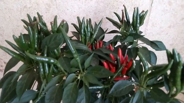 Дерево Переца! Острый 2 года смотреть онлайн