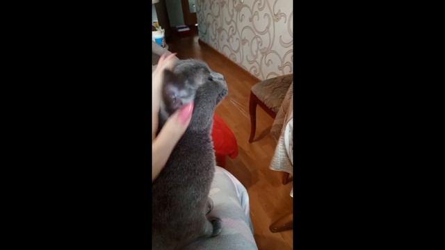 Поддержка Мурки смотреть онлайн