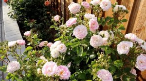 Arctic Blue Rose 2nd Year Spring Flush