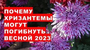 Почему все хризантемы могут погибнуть весной 2023 года