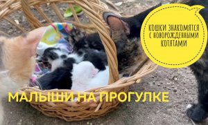 Кошки знакомятся с новорожденными котятами