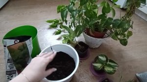 Композиция из сциндапсусов