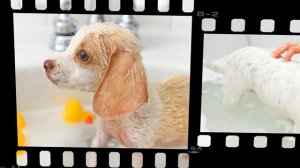 Уход за маленькими собачками