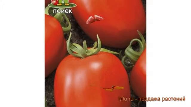 Томат обыкновенный Матадор (matador) ? томат Матадор обзор: как сажать семена томата Матадор смотреть онлайн