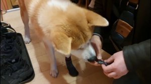 Больше не гуляю без этих трех предметов! Что случилось? Акита ину