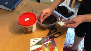 Рассада Помидор. Черри. Сажаем ранний сорт томатов