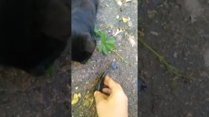 Ловлю канального сомика на улитку!