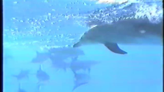 Wild Dolphin Project Expedition Produced By Patxi Pastor Grand Bahama Bank 1983 смотреть онлайн