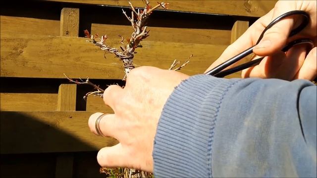 Punica granatum fusion 7 смотреть онлайн