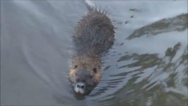 Израиль - Иорданит - река где крестили Иисуса смотреть онлайн