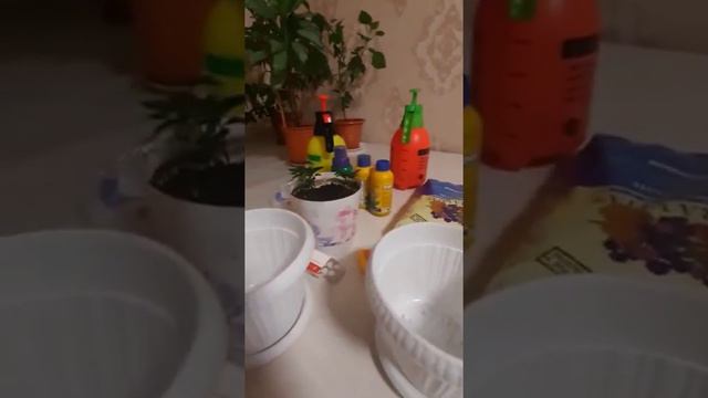 Нихоли мандарин☘️Лиму🍋дар хона👈сироп барои гул смотреть онлайн