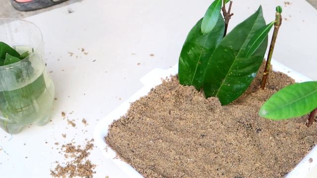 Easy tips for Propagating Jungle Geranium (Ixora) by leaves in the sand and the results are amazing смотреть онлайн