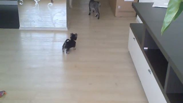 Dog and cat смотреть онлайн