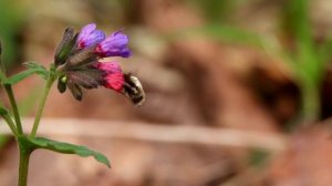 Жужжало большой на медунице. Bombylius major. Насекомые Беларуси.