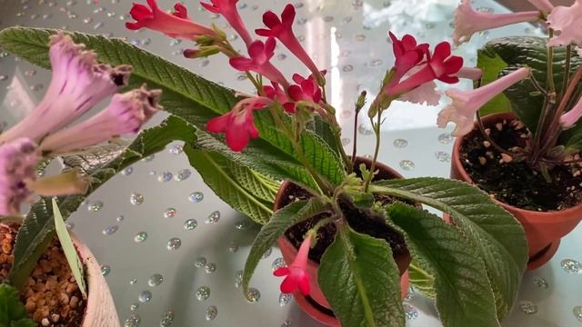 Куда пропали все мои Стрептокарпусы?! смотреть онлайн