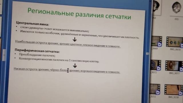 Строение сетчатки