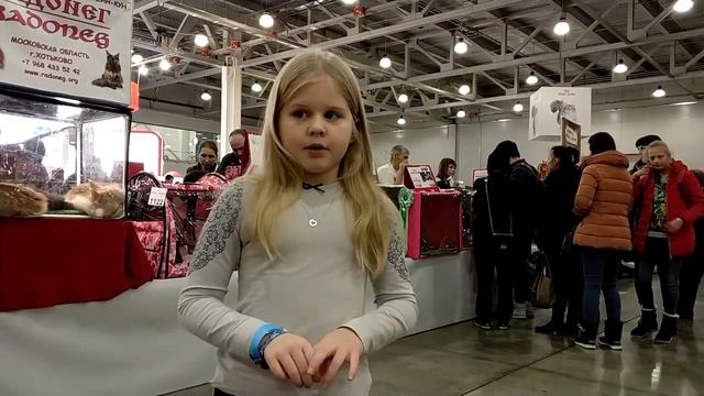 Репортаж с выставки кошек Белавина Соня смотреть онлайн