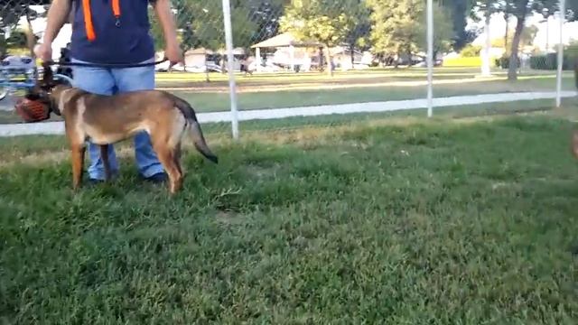 Doberman vs Belgian Malinois Dogfight E-Collar Correction At Dog park смотреть онлайн