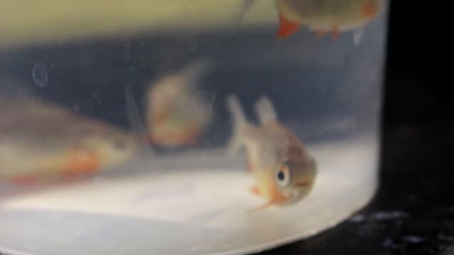 КИНУЛ К ПИРАНЬЯМ ЛЯГУШКУ КОТОРАЯ СЬЕЛА ДРУГИХ РЫБ - НАПАДЕНИЕ ПИРАНИЙ смотреть онлайн