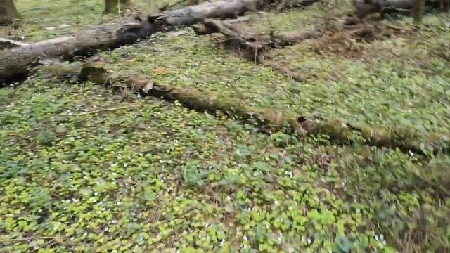 Поход за сморчками (строчками) 2020. смотреть онлайн