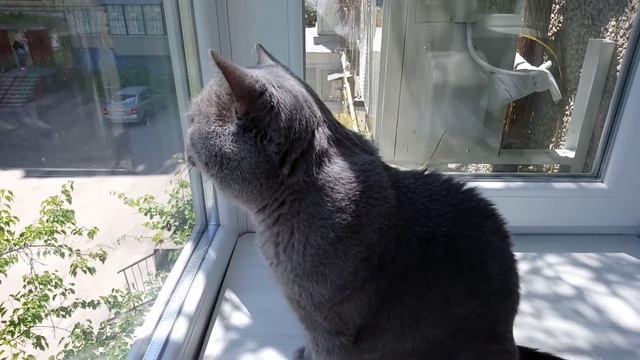 Кот Тихон гуляет на балконе смотреть онлайн