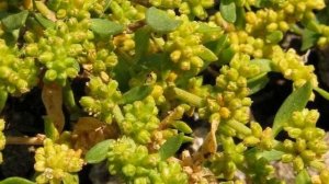 Камни в почках - лечение травами. Домашний лечебник.