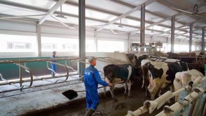 HR ролик "Агро-Сибирь", должность: Животновод