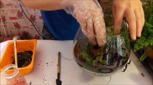 Флорариум для начинающих