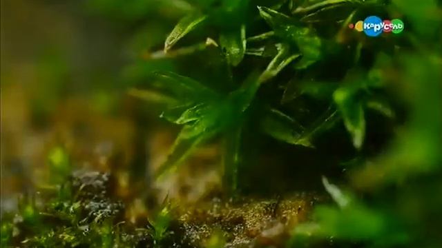 Микроистория. Мхи. смотреть онлайн