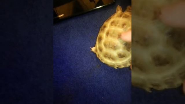 Как ухаживать за сухопутной черепахой. смотреть онлайн