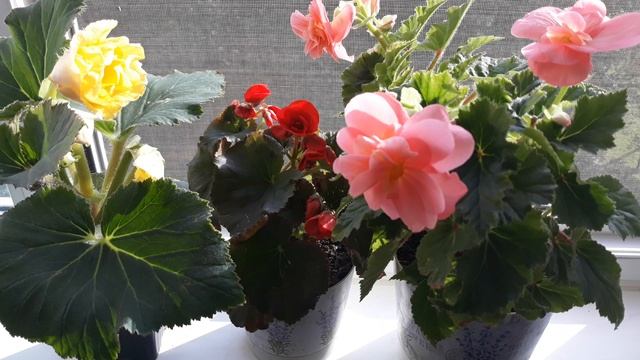 УХОД ЗА БЕГОНИЕЙ ОСЕНЬЮ ? смотреть онлайн