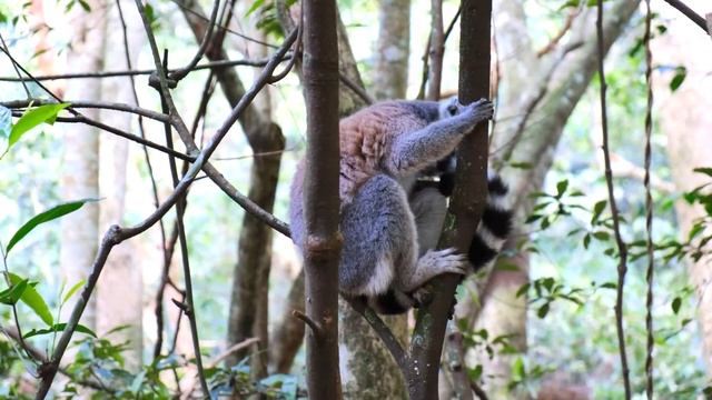 Девочка 10 лет Жила Среди Диких Племен и Опасных Африканских Животных смотреть онлайн