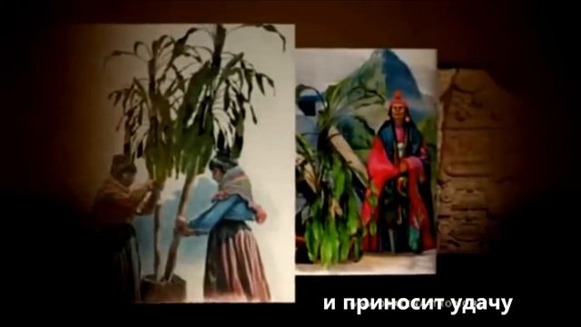 драцена Назаркина смотреть онлайн