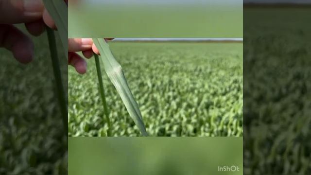 Озимая пшеница Юка. Технология  возделывания в деталях.