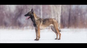 Бельгийская овчарка малинуа ? ( выбираем собаку)