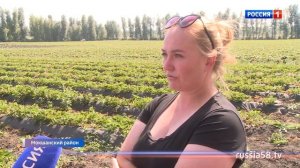 Мокшанская ежевика. О сортах и технологии выращивания ягод в селе Симбухово