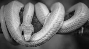 White Snake Dream - Dream Interpretation & Meaning [100% Real]