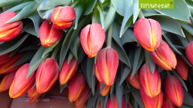 Около 40 тысяч тюльпанов вырастил "Тепличный" ко Дню святого Валентина