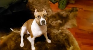 ВОЛК И ЗЕНА.  ВЕДЬМИНА ИЗБА.   ИНГА ХОСРОЕВА.