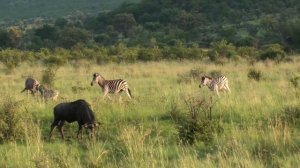 Evening Safari Drive - Pilanesberg National Park